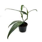 Epipremnum amplissimum SILVER STRIPE