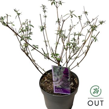 Buddleja davidii 'Black Knight'