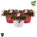 Gaultheria procumbens BIG BERRY