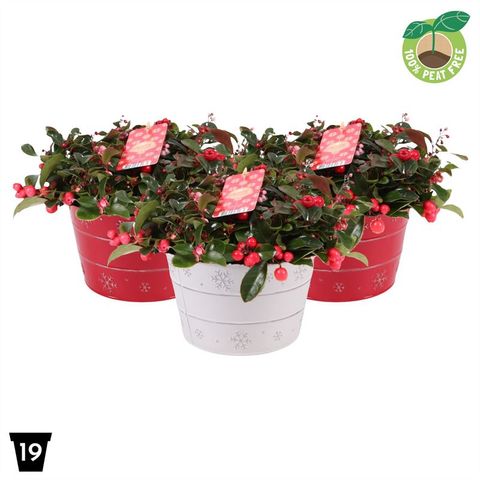 Гаултерия procumbens BIG BERRY