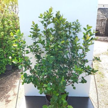 Aronia x prunifolia 'Viking'
