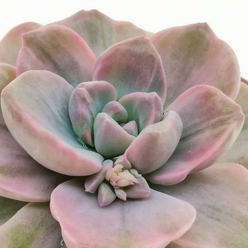 x Graptoveria 'Mrs Richards'