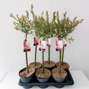 Salix integra 'Flamingo'