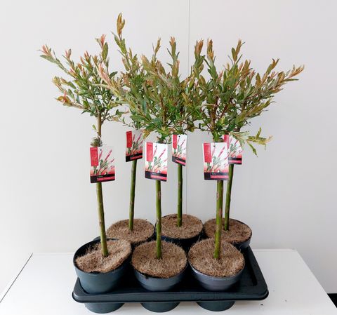 Salix integra 'Flamingo'