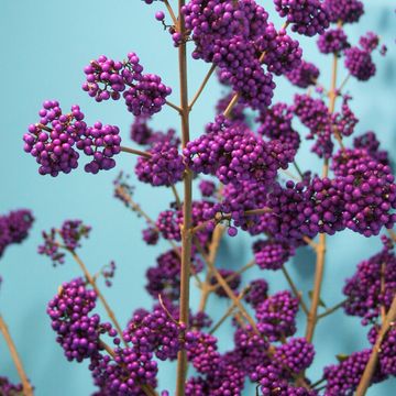 Callicarpa bodinieri 'Profusion'