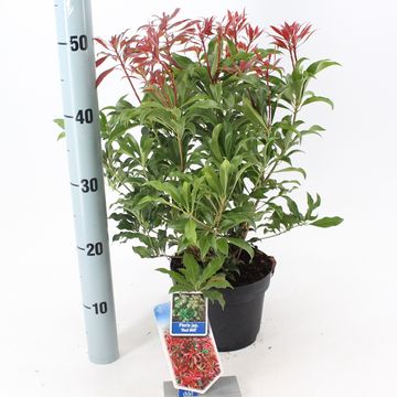 Pieris japonica 'Red Mill'