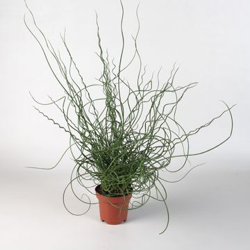 Juncus effusus spiralis