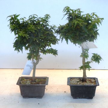 Acer palmatum 'Kotohime'