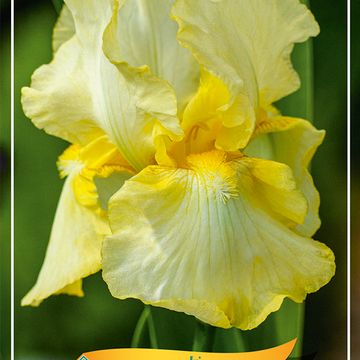 Iris 'Summer Olympics'