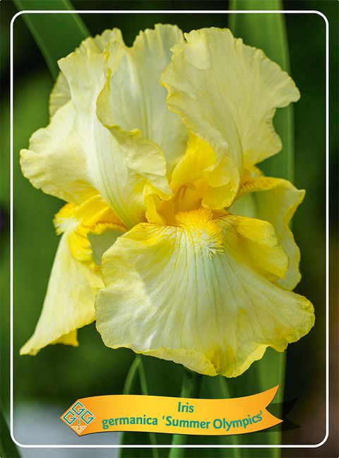 Iris 'Summer Olympics'