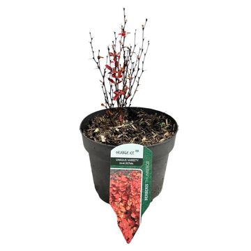 Berberis thunbergii 'Orange Ice'