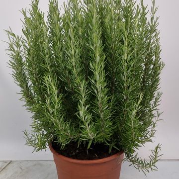 Rosmarinus officinalis