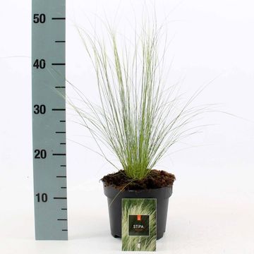 Stipa tenuissima 'Ponytails'