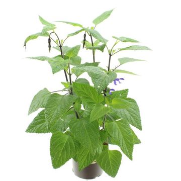 Salvia 'Black & Bloom'