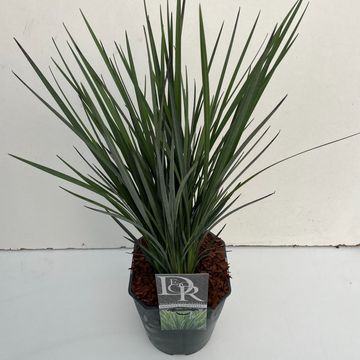 Dianella revoluta COOLVISTA