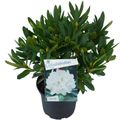 Rhododendron 'Cunningham's White' (C)