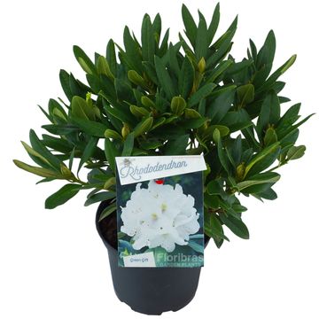 Rhododendron 'Cunningham's White' (C)
