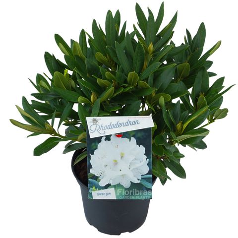 Rhododendron 'Cunningham's White' (C)
