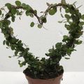 Muehlenbeckia complexa