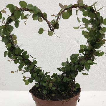 Muehlenbeckia complexa