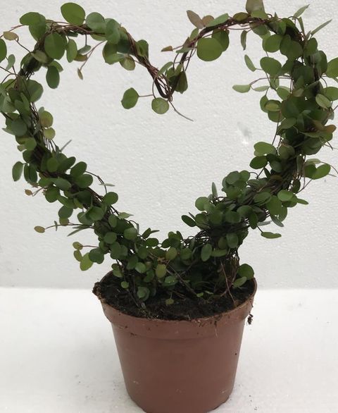 Muehlenbeckia complexa