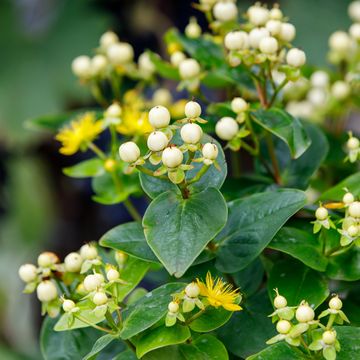 Hypericum MIRACLE BLIZZ