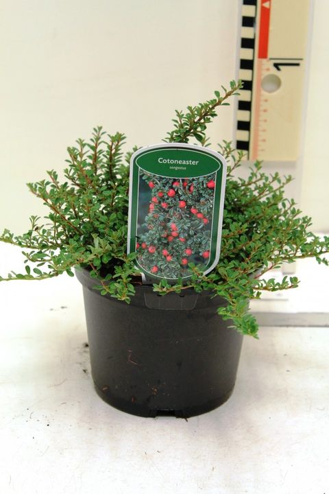 Cotoneaster congestus