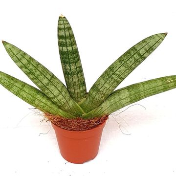 Sansevieria 'Starfish'