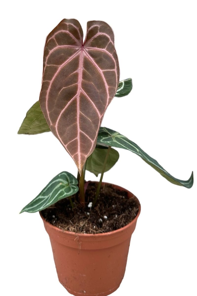 こ*つ様 Anthurium AOS × Red Crystallinum AOS x dressleri) x red crystallinum My Two keepers from this