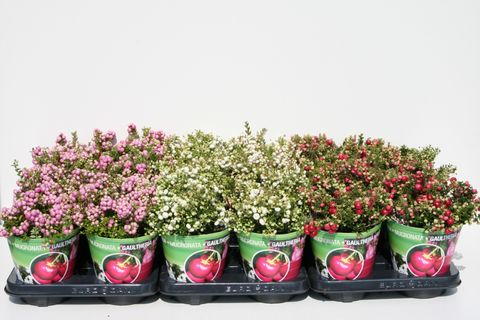 Gaultheria mucronata MIX