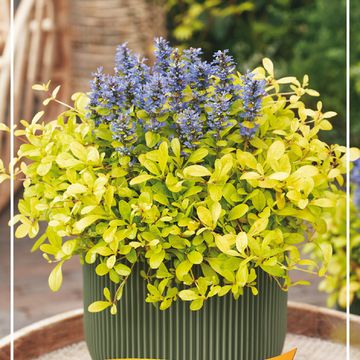 Ajuga FEATHERED FRIENDS CORDIAL CANARY