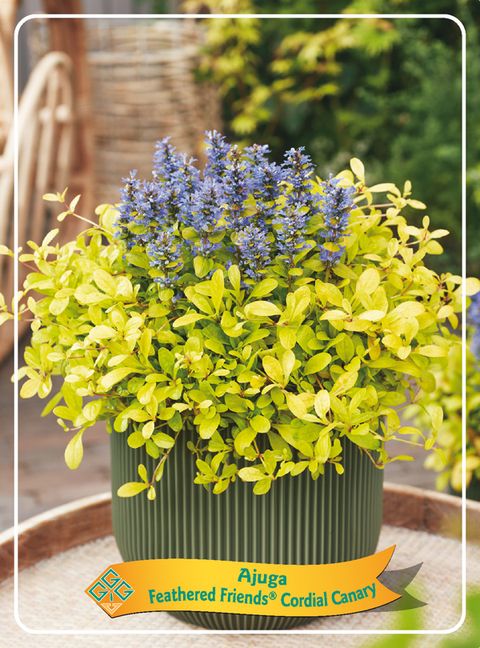 Ajuga FEATHERED FRIENDS CORDIAL CANARY