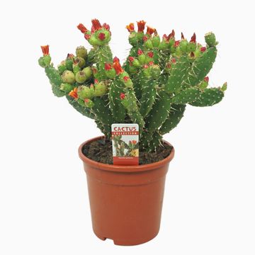 Opuntia quitensis