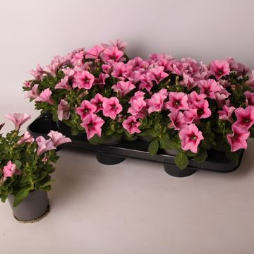Petunia ALPE TUNIA ROSE