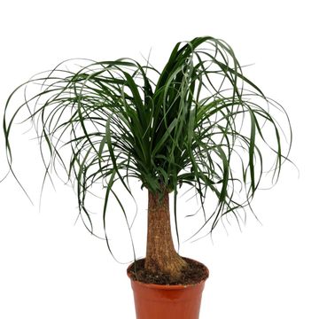 Beaucarnea recurvata