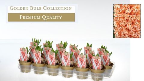 Hyacinthus Hiacynt wschodni 'Gipsy Queen'