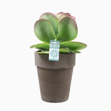 Kalanchoe thyrsiflora RED LIPS