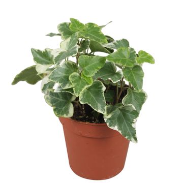 Hedera helix 'Eva'