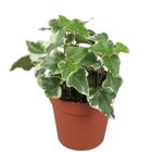 Hedera helix 'Eva'