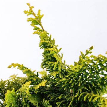 Chamaecyparis obtusa 'Fernspray Gold'
