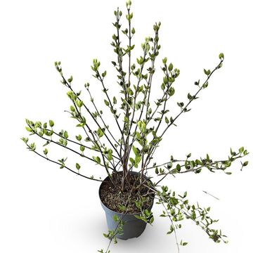 Calycanthus floridus