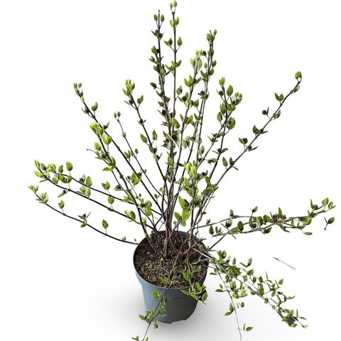 Calycanthus floridus