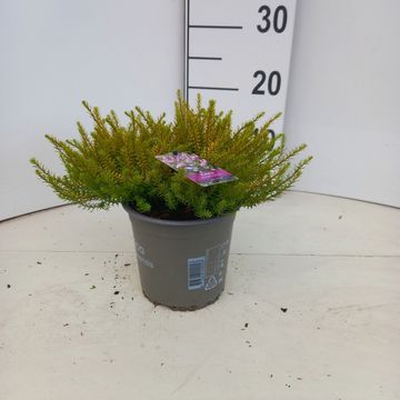 Erica x darleyensis 'Mary Helen'