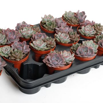Echeveria MIX IN POT