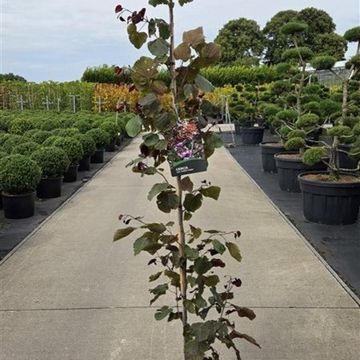 Cercis canadensis 'Forest Pansy'