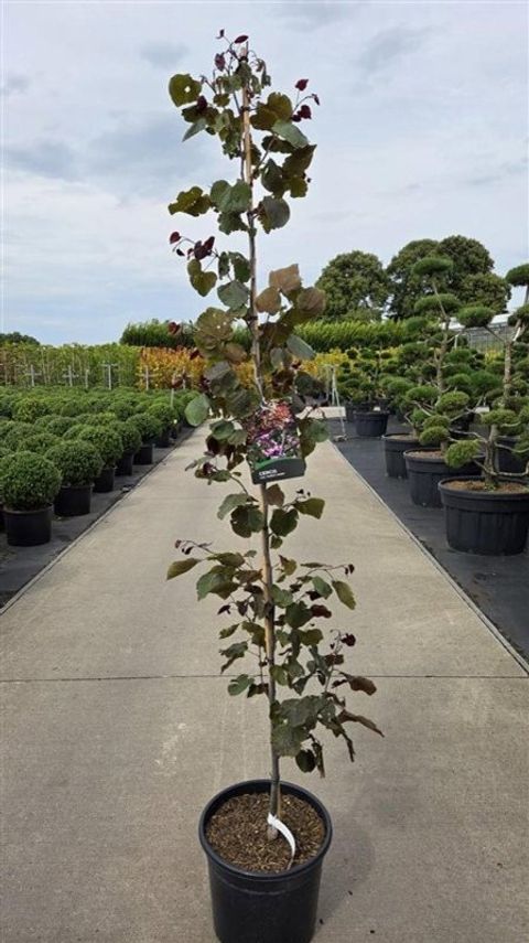 Cercis canadensis 'Форест Пэнси'