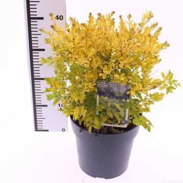 Ligustrum ovalifolium 'Lemon and Lime'