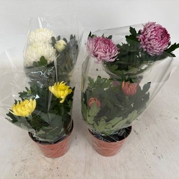Chrysanthemum COSMO COMPACT MIX