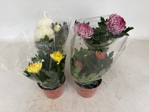 Chrysanthemum COSMO COMPACT MIX