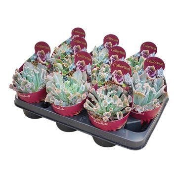 Echeveria 'Trumpet Pinky'